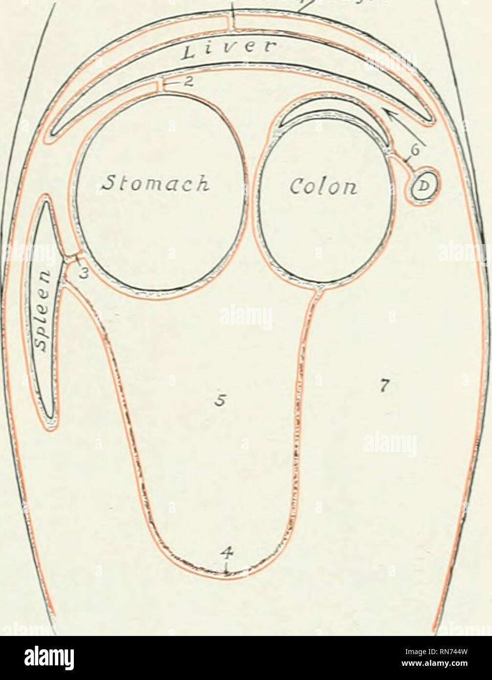 . L'anatomia di animali domestici. Anatomia Veterinaria. Il peritoneo 443 il diaframma per 30 cm.) sulla piccola colon. Si forma quindi un angolo acuto, pa.sses medialmente e in avanti lungo il colon di piccole dimensioni per la parte dorsale del hilus della milza, dove si mescola con il legamento sospensivo di quest'ultimo, e forma un incavo (Recessus lienalis) dietro il saccus caecus dello stomaco. Si passa ora lungo la hilus della milza ed è continuato per la maggiore curvatura dello stomaco dall'apparato gastro-cellule spleniche omento. È conveniente considerare la milza come essendo interca- affini nella parte sinistra o Foto Stock