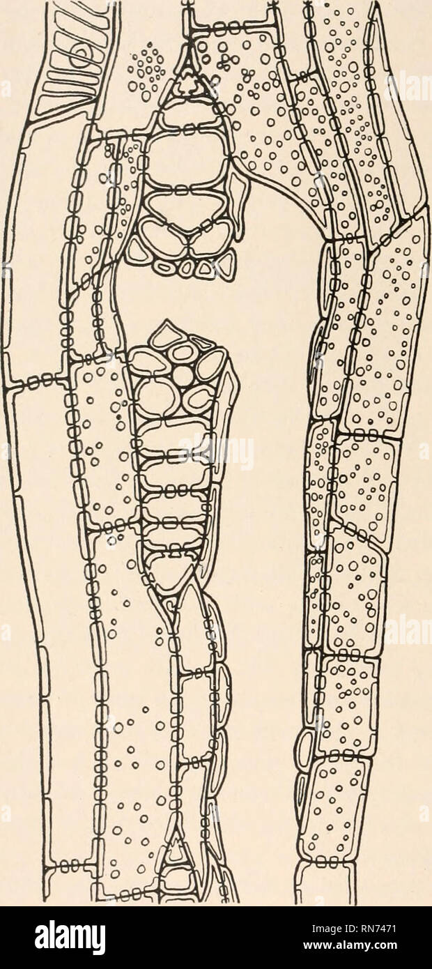 . L'anatomia di piante legnose. Botanica -- anatomia. L'Anatomia di piante legnose alla sospensione di resina canal è spiegato dal fatto che la sezione è presa dal legno massello, che, come è stato sottolineato in un ex capitolo, si distingue per il fenomeno di tylosis o occlusione della secre- tory spazi per mezzo di ingrowths della resi- parenchima niferous. Nel caso di nar- riga o raggi lineari è possibile distinguere in vista tangenziale, per mezzo di loro char- acteristic pitting, entrambi i parenchimatosi cellule centrale e del tra- cheary marginale ele- menti. Il Foto Stock