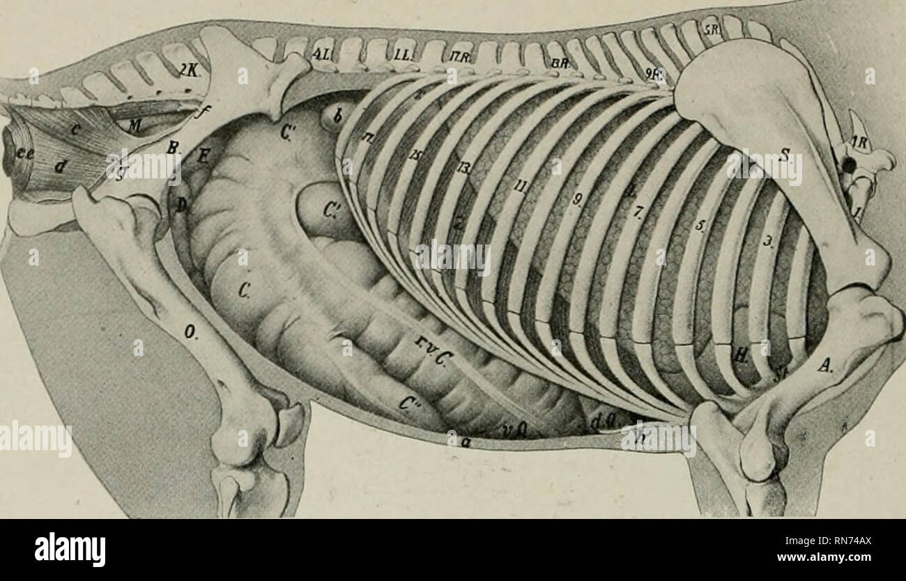 L Anatomia Di Animali Domestici Anatomia Veterinaria 426 Sistema Digestivo Del Cavallo Fig 365 Topografia Cf Le Viscere Di Cavallo Vista Da Destra Ir Prima Vertebra Toracica Il Prima Vertebra Lombare 2k Seconda