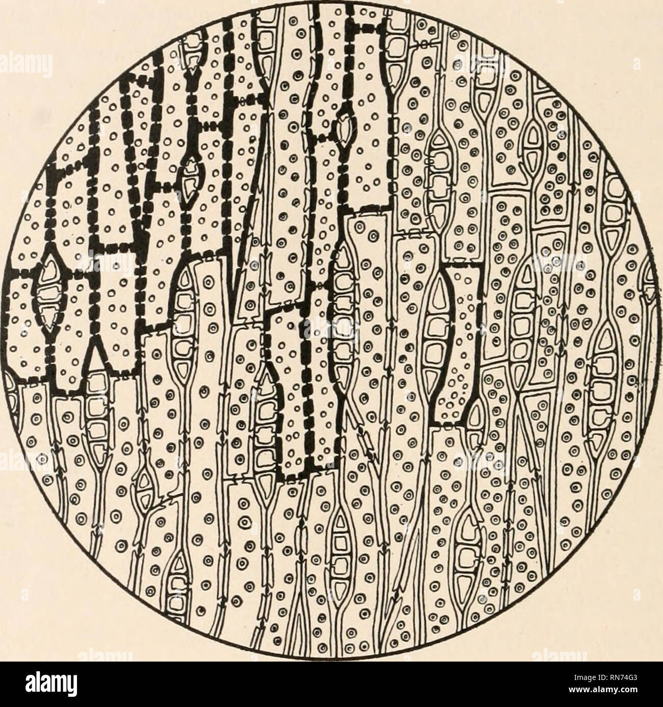 . L'anatomia di piante legnose. Botanica -- anatomia. 46 L'Anatomia di piante legnose altre rispetto al fatto che essi si trovano in a forma di fuso o fusi- formare gruppi che assomiglia in contorno tracheary elementi. Feriti esemplari di boschi dei quattro generi in discussione mostra (Fig. 35), tuttavia, la transizione dal breve tracheids di vero nelle cellule di parenchima come il risultato del septation di elementi stabiliti dal cambio come tracheids. Questo è un esempio del. FIG. 35.--legno ferito di Tsuga canadensis, mostrante la transizione di tracheids al parenchima. Il richiamo delle condizioni ancestrali come conseq Foto Stock