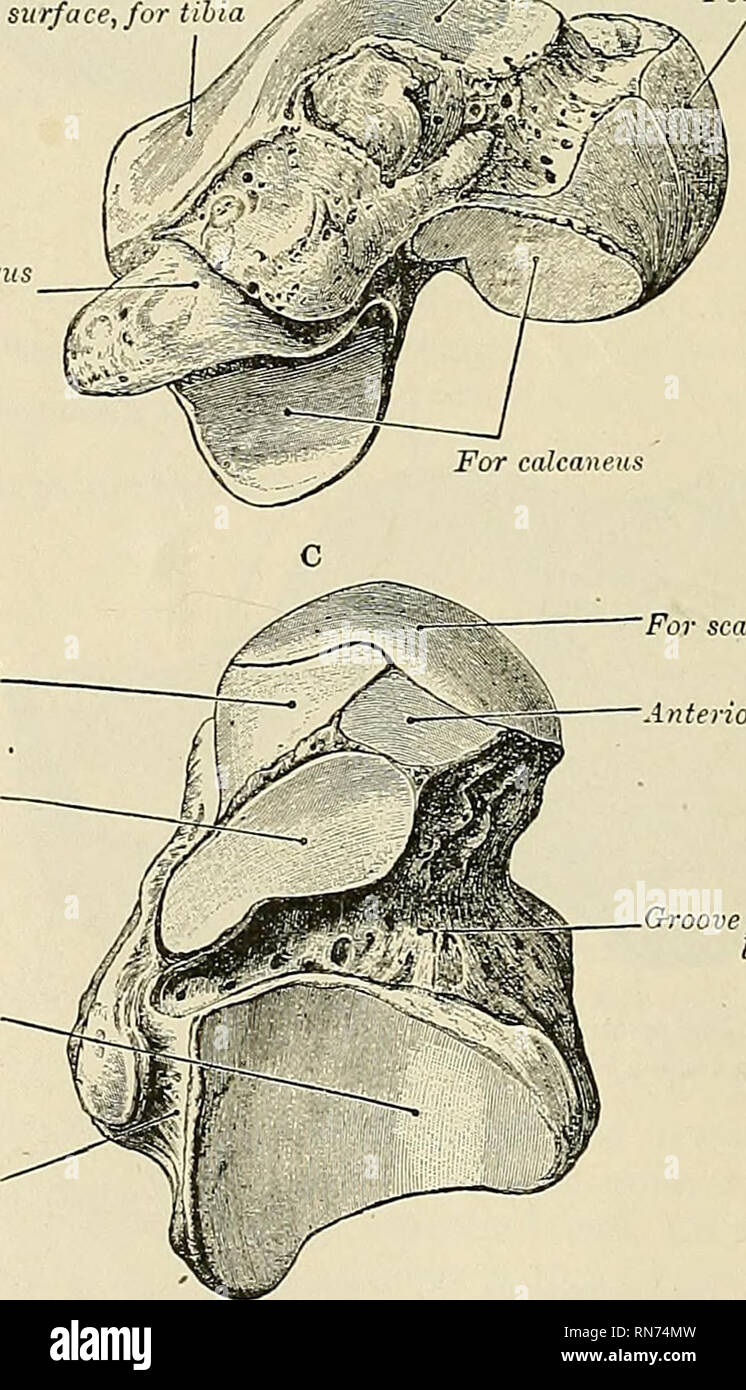 . Anatomia, descrittivo e applicata. Anatomia. Per il malleolo esterno per int. malleoUu superficie sup, pelliccia tihia Gola per longus flessore . ^ hallucis per meno calcaneo legamento navicular medio calcaneare sfaccettatura calcaneare posteriore facet scanalatura per Flex, lungo, hallucis. Per scafoide " Per scafoide j{ ^i^ZW - interior calcaneare facet scanalatura per interosseous ligaynent Fig. 195.-l'astragalo sinistro. A. supero-esterni C. vista inferiore. L'astragalo o ossa della caviglia {astragalo) (Fig. 195).-l'astragaliLS è la seconda più grande della zona tarsica ossa. Occupa la parte centrale e la parte superiore del tarso, s Foto Stock