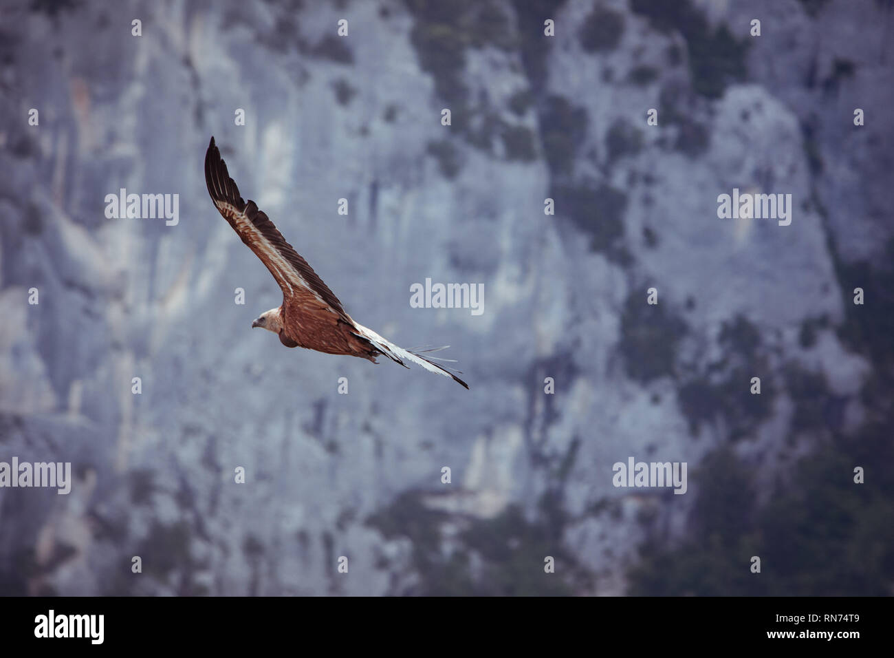 Fly eagle Foto Stock