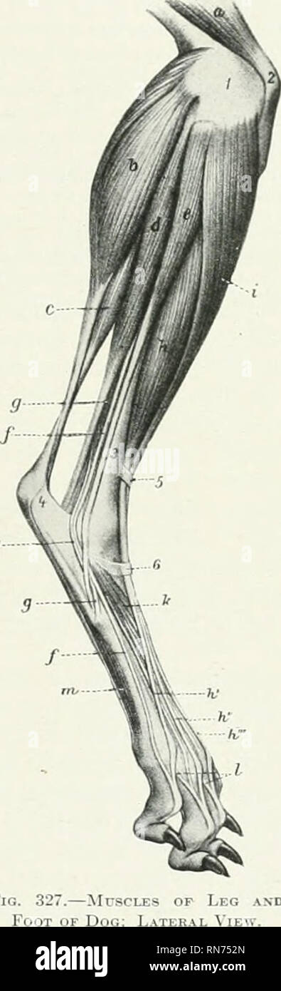 . L'anatomia di animali domestici. Anatomia Veterinaria. I muscoli del diaframma pelvico arto 381 della faccia laterale della tibia e fibula. Il suo tendine che accompagna di estensori laterali oltre il malleolo laterale e termina sulla estremità prossimale del quinto metatarso lione. Il sok'us è assente. (È presente e grandi nella cat.) Il gastrocnemio deriva dal ruvido linee sopra i condili del femore. L'origine di ogni testa contiene un osso sesamoide circa le dimensioni di un pisello (Os sesamoideum m. gas- trocnemii), che si articola con il condilo corrispondente del femore. Il tendine Foto Stock