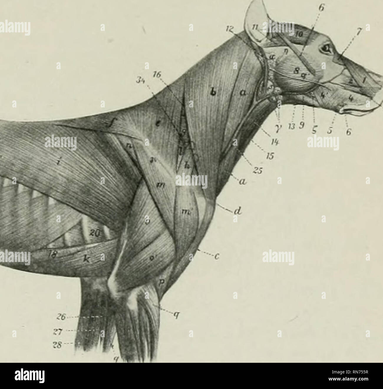 . L'anatomia di animali domestici. Anatomia Veterinaria. Fig, 320.-Mcscles superficiale del cane, dopo la rimozione di M. crT.txECS. 1, Levator nasolabialis; 2. levator labii superioris proprius; 3, dilatator naris lateralis; 4. 4. buccinatore; -5, ri- trattore anguli oris; ff, zygomaticus; 7, malaris; S,; masseteri 9, occipito-mandibularis, 10, scutularis; 11. altri auric- ular muscoli; 12, parotido-auricularis; 13, mylo-hyoideus; 14, sterno-hyoideus; 13, sterno-thyroideus; 16, splenius; 17, lombo-fascia dorsale; 18, rectus addominali; 19, obliquus addominali externus; 19', aponeurosis delle precedenti; 30 Foto Stock