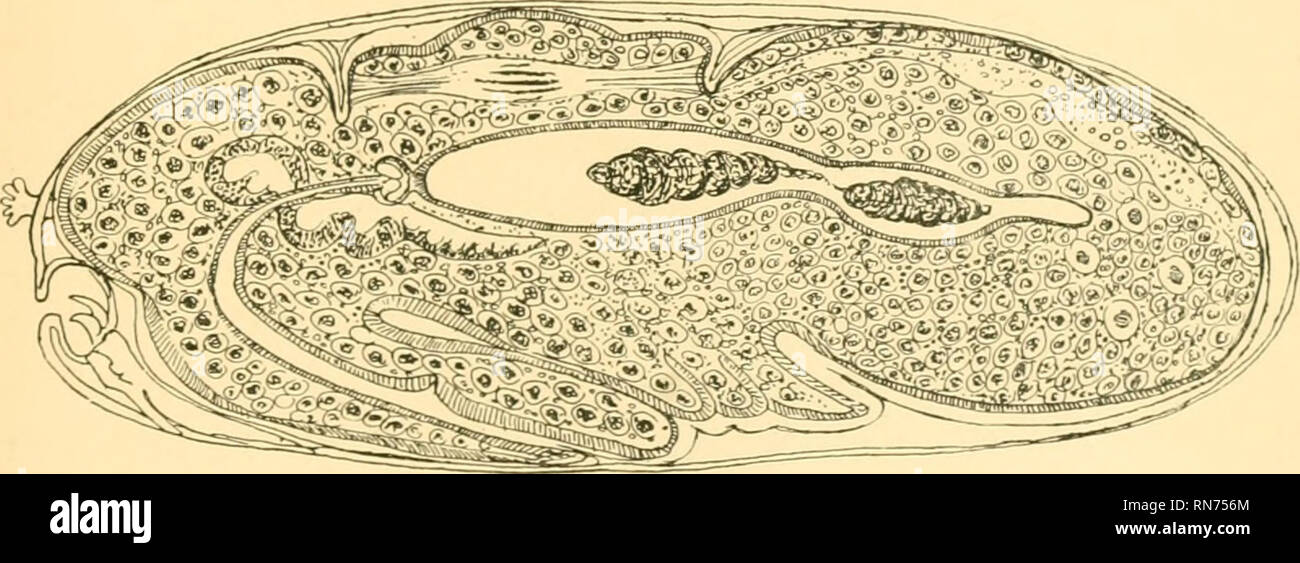 . L'anatomia, la fisiologia e la morfologia e lo sviluppo del colpo- volare (Calliphora erythrocephala), uno studio di anatomia comparata e la morfologia degli insetti; con piastre e le illustrazioni eseguita direttamente dai disegni dell'autore. Blowflies. Lo sviluppo di un]MJ io!. 321 una notevole palizzata-come struttura (Pi, X'III., Fig. 8), che Van Rees ha scambiato per i paesi in via di sviluppo i dischi. Le celle più grandi del paraderm dare fuori i processi e formare nuove cellule al di sotto di esse, che racchiudono una rete di sangue dei seni. Questi setti reticolare sono ben sviluppata tra il segmen addominale Foto Stock