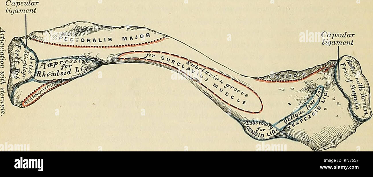 Anatomia Descrittivo E Applicata Anatomia Fig 136 Clavicola Sinistra La Superficie Superiore Capsidar Legamento Fig 137 Clavicola Sinistra Superficie Inferiore E Un Piccolo Intervallo Per Via Sottocutanea La Sezione Posteriore O Cervicale Con