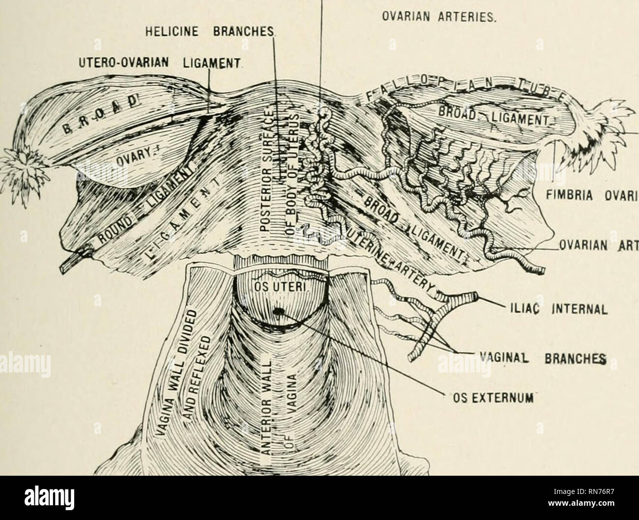 . Anatomia in poche parole : un trattato di anatomia umana nella sua relazione di osteopatia. Anatomia umana; medicina osteopatica; medicina osteopatica; Anatomia. TiiMV in un nutshell. 527 la fossa nasale. Scanalature, che articolare con i processi sphenoidal del palato osseo, formano il pterygo-palatino canali che sono per il trans- missione della pterygo-palatino vasi e nervi. 2. Il maggiore ali del sphenoid derivano dai lati del corpo e la curva verso l'alto, verso l'esterno e indietro. Ciascuna ala greal ha le seguenti considerazioni: (a) il foramen rotundum per la superior maxil Foto Stock