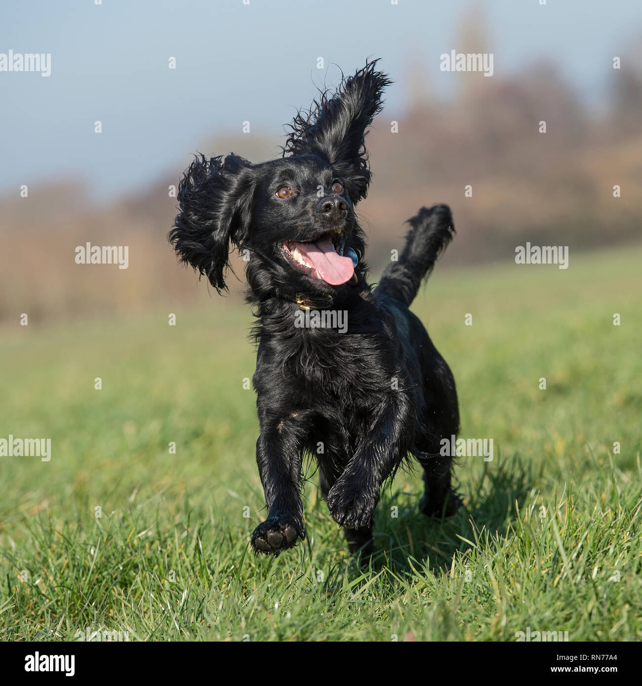 English cocker spaniel cane Foto Stock
