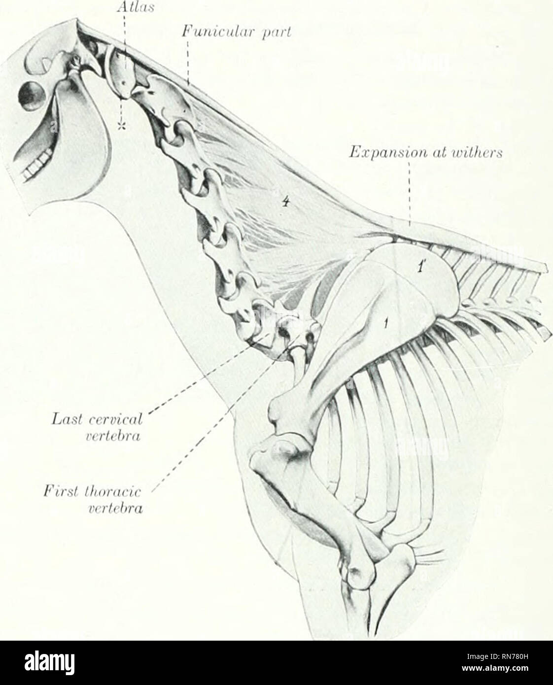 . L'anatomia di animali domestici. Anatomia Veterinaria. 212 IL ARTICULATIOXS DEL CAVALLO di . L'anatomia di animali domestici. Anatomia Veterinaria. 212 IL ARTICULATIOXS DEL CAVALLO di