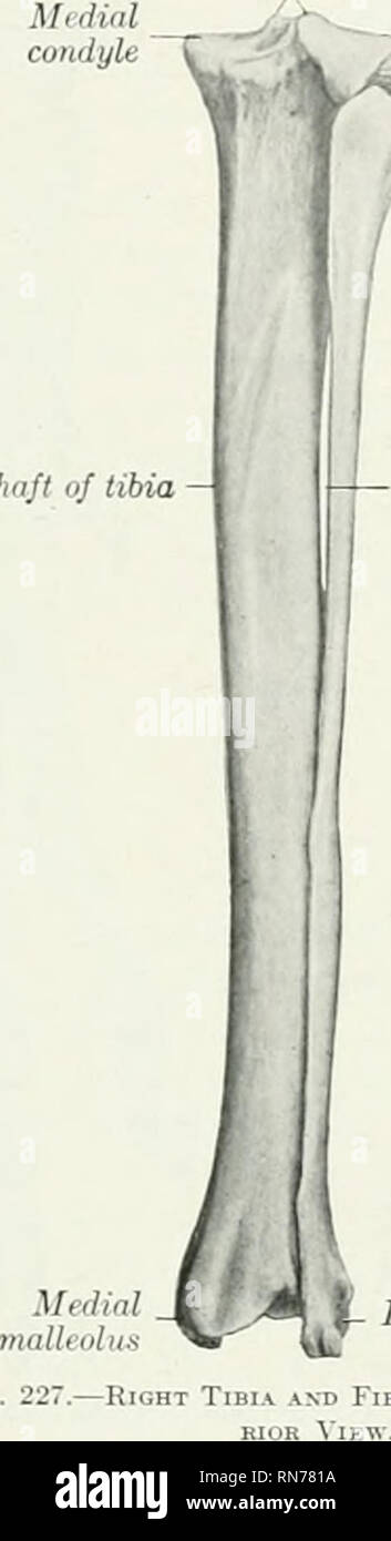 . L'anatomia di animali domestici. Anatomia Veterinaria. Albero della tibia - Fig. 22G.-tibia destra .^n-o Fibcl RIOR Vista.. ;:^- laterali di j^I^condilo k mi-• testa del perone ?/ Interosseous spazio 1^ malleolo laterale cane: Poste- la seconda tarsale è il più piccolo ed è a forma di cuneo; si articola distalmente vdih secondo osso metatarsale. Il terzo tarsale è anche a forma di cuneo, la base essendo di fronte; si articola con il terzo metatarso distalmente. Il quarto tarsale è notevolmente elevata, e assomiglia ad un prisma quadrangolare; la sua superficie prossimale ho articola wiih il fibular tarsale, la sua estremità distale con Foto Stock