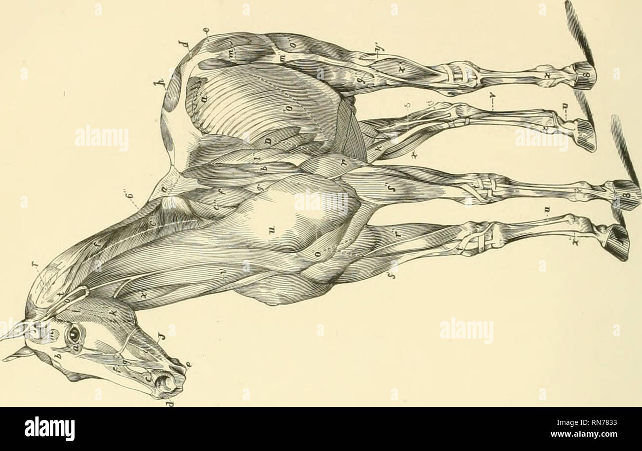 . L'anatomia e la fisiologia del cavallo: con anatomica e questional illustrazioni. Contenente anche una serie di esami su equine anatomia e fisiologia, con istruzioni in riferimento alla dissezione e la modalità di realizzazione di preparati anatomici. A cui si aggiunge, glossario di veterinari di tecnicismi, tossicologiche grafico e dizionario di scienza veterinaria. I cavalli. . Si prega di notare che queste immagini vengono estratte dalla pagina sottoposta a scansione di immagini che possono essere state migliorate digitalmente per la leggibilità - Colorazione e aspetto di queste illustrazioni possono non assomigliare perfettamente l'originale Foto Stock