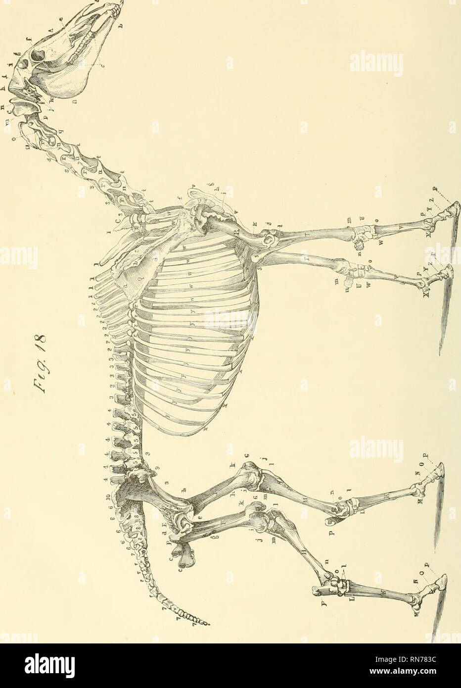 . L'anatomia e la fisiologia del cavallo: con anatomica e questional illustrazioni. Contenente anche una serie di esami su equine anatomia e fisiologia, con istruzioni in riferimento alla dissezione e la modalità di realizzazione di preparati anatomici. A cui si aggiunge, glossario di veterinari di tecnicismi, tossicologiche grafico e dizionario di scienza veterinaria. I cavalli. . Si prega di notare che queste immagini vengono estratte dalla pagina sottoposta a scansione di immagini che possono essere state migliorate digitalmente per la leggibilità - Colorazione e aspetto di queste illustrazioni possono non assomigliare perfettamente l'originale Foto Stock