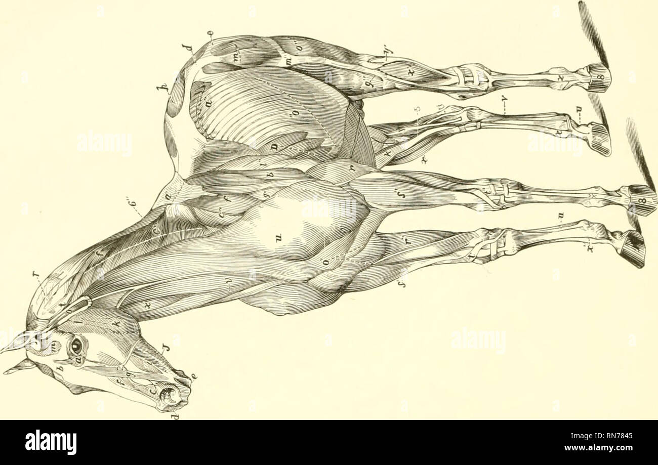 . L'anatomia e la fisiologia del cavallo: con anatomica e questional illustrazioni. Contenente anche una serie di esami su equine anatomia e fisiologia, con istruzioni in riferimento alla dissezione e la modalità di realizzazione di preparati anatomici. A cui si aggiunge, glossario di veterinari di tecnicismi, tossicologiche grafico e dizionario di scienza veterinaria. Cavalli; Cavalli -- anatomia. . Si prega di notare che queste immagini vengono estratte dalla pagina sottoposta a scansione di immagini che possono essere state migliorate digitalmente per la leggibilità - Colorazione e aspetto di queste illustrazioni potrebbero non perfettamente res Foto Stock