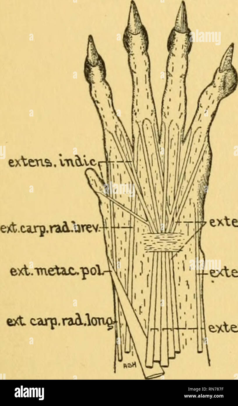 . Anatomia del legno ratto; anatomia comparata di sottogeneri del legno americano di ratto (genere Neotoma). I ratti di legno; mammiferi -- anatomia; Ratti -- anatomia &AMP; istologia; Microtinae -- anatomia &AMP; istologia. Miologia 67 craniad dell'ultimo. Origine è dal epicondyle laterale dell'omero distad dell'origine dell'estensore digitorum communis. Il tendine si divide e con quelle di quest'ultimo muscolo, passa sotto la liga trasversale- mento. Le due divisioni del tendine sono poi inserito sulla parte laterale del dorso delle cifre di quattro e cinque. M. estensore carpi ulnaris (figg. Foto Stock
