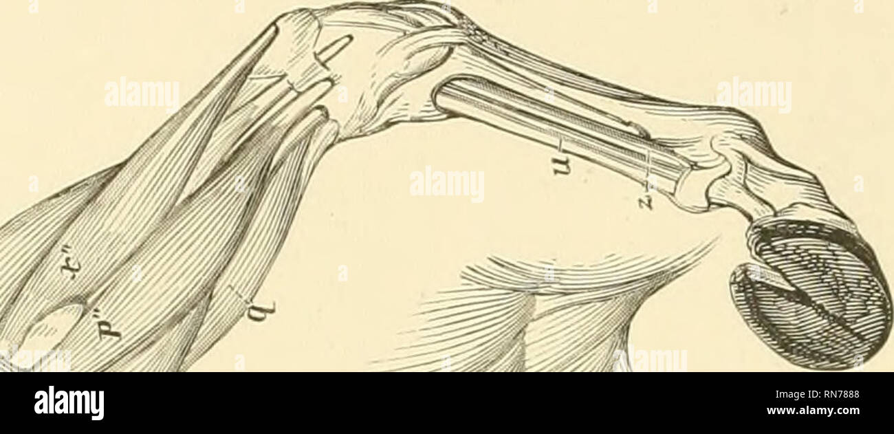 . L'anatomia e la fisiologia del cavallo: con anatomica e questional illustrazioni. Contenente anche una serie di esami su equine anatomia e fisiologia, con istruzioni in riferimento alla dissezione e la modalità di realizzazione di preparati anatomici. A cui si aggiunge, glossario di veterinari di tecnicismi, tossicologiche grafico e dizionario di scienza veterinaria. I cavalli. &Gt;'^. Si prega di notare che queste immagini vengono estratte dalla pagina sottoposta a scansione di immagini che possono essere state migliorate digitalmente per la leggibilità - Colorazione e aspetto di queste illustrazioni potrebbero non perfettamente assomigliano al ori Foto Stock