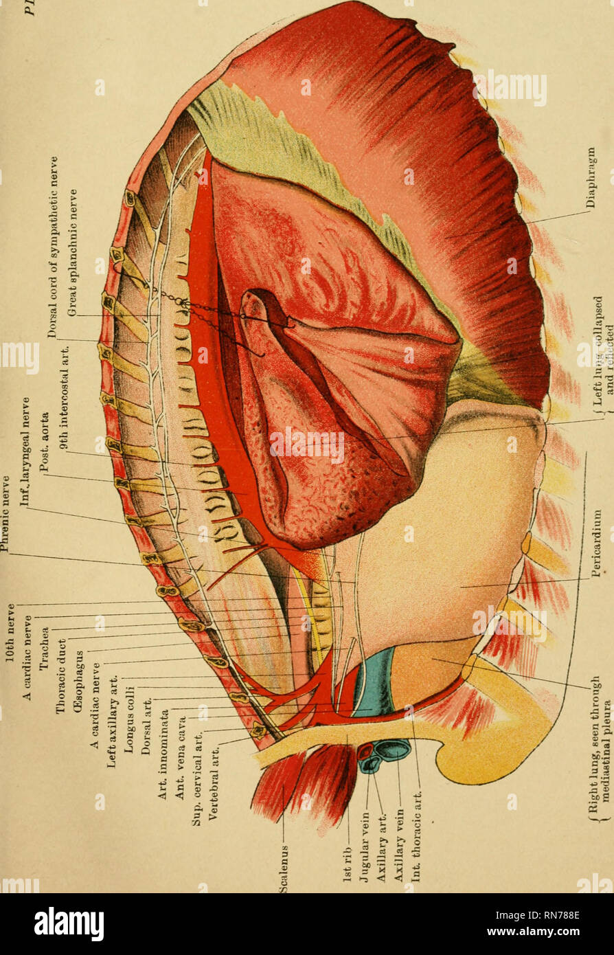 . L'anatomia del cavallo : una guida per dissezione. Cavalli; Cavalli -- anatomia. . Si prega di notare che queste immagini vengono estratte dalla pagina sottoposta a scansione di immagini che possono essere state migliorate digitalmente per la leggibilità - Colorazione e aspetto di queste illustrazioni potrebbero non perfettamente assomigliano al lavoro originale. McFadyean, Giovanni, Sir, 1853-1941. Edinburgh : Johnston Foto Stock