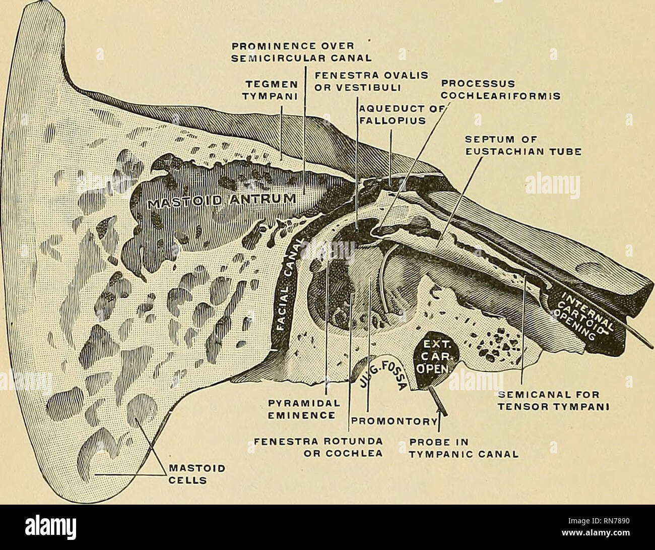 . Anatomia, descrittivo e applicata. Anatomia. 84 OFFERTE ANAT03IY dello scheletro sphenoid e ossa occipitale. La sua direzione da senza è interno, avanti e un poco verso il basso. Esso presenta per l'esame di un apice, quattro superfici, e quattro confini, e contiene al suo interno le parti essenziali dell'organo dell'udito. Apex {pyramidis apex).-l'apice della porzione petrose, ruvido e irregolare, è recei^'ed nell'intervallo angolare tra il bordo posteriore del parafango superiore dell'sphenoid e il processo basilar di occipitale; esso presenta le ante rior o orifizio interno della c Foto Stock