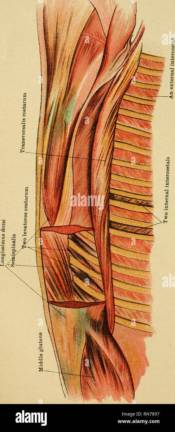 . L'anatomia del cavallo : una guida per dissezione. Cavalli; Cavalli -- anatomia. . Si prega di notare che queste immagini vengono estratte dalla pagina sottoposta a scansione di immagini che possono essere state migliorate digitalmente per la leggibilità - Colorazione e aspetto di queste illustrazioni potrebbero non perfettamente assomigliano al lavoro originale. McFadyean, Giovanni, Sir, 1853-1941. Edinburgh : Johnston Foto Stock