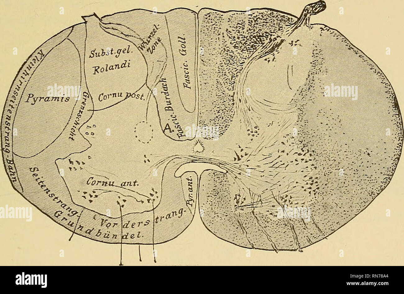 . L'anatomia del sistema nervoso centrale di uomo e di vertebrati in generale. Neuroanatomia; il sistema nervoso centrale. PEEIPHERAL-NEKVE EOOTS;, i gangli spinali, Spinale COED. 347 fuori dal loro ganglio-cellule in gangli spinali. Se uno sperimentalmente ?divide queste radici accanto al cavo, uno produce esattamente la stessa area di ?degenerazione. Appena al di sopra del luogo di divisione sia la parte esterna e la parte posteriore interna colonne sono degenerati; ma più lontano, dove nuovi, sano root-fibre hanno immesso,, quest'ultimo giacciono esterno a quelli degenerati, e, come uno ascende, queste fibre interessate un Foto Stock