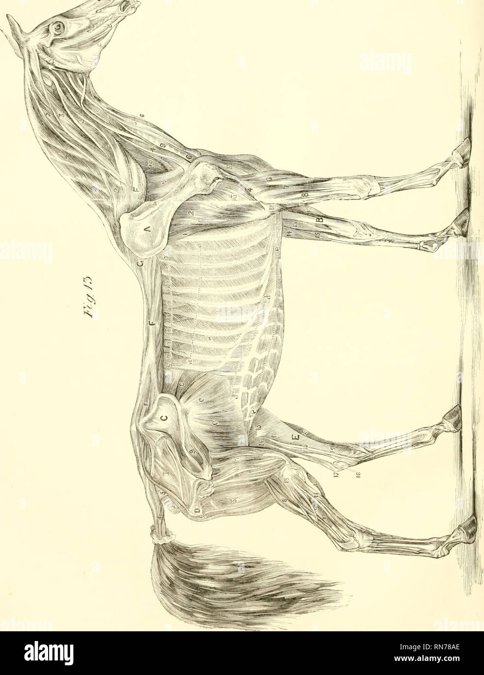. L'anatomia e la fisiologia del cavallo: con anatomica e questional illustrazioni. Contenente anche una serie di esami su equine anatomia e fisiologia, con istruzioni in riferimento alla dissezione e la modalità di realizzazione di preparati anatomici. A cui si aggiunge, glossario di veterinari di tecnicismi, tossicologiche grafico e dizionario di scienza veterinaria. Cavalli; Cavalli -- anatomia. . Si prega di notare che queste immagini vengono estratte dalla pagina sottoposta a scansione di immagini che possono essere state migliorate digitalmente per la leggibilità - Colorazione e aspetto di queste illustrazioni potrebbero non perfettamente res Foto Stock