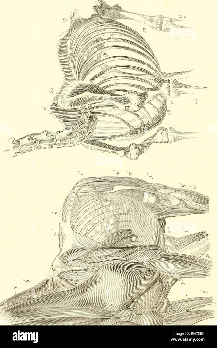 . L'anatomia e la fisiologia del cavallo: con anatomica e questional illustrazioni. Contenente anche una serie di esami su equine anatomia e fisiologia, con istruzioni in riferimento alla dissezione e la modalità di realizzazione di preparati anatomici. A cui si aggiunge, glossario di veterinari di tecnicismi, tossicologiche grafico e dizionario di scienza veterinaria. Cavalli; Cavalli -- anatomia. . Si prega di notare che queste immagini vengono estratte dalla pagina sottoposta a scansione di immagini che possono essere state migliorate digitalmente per la leggibilità - Colorazione e aspetto di queste illustrazioni potrebbero non perfettamente res Foto Stock