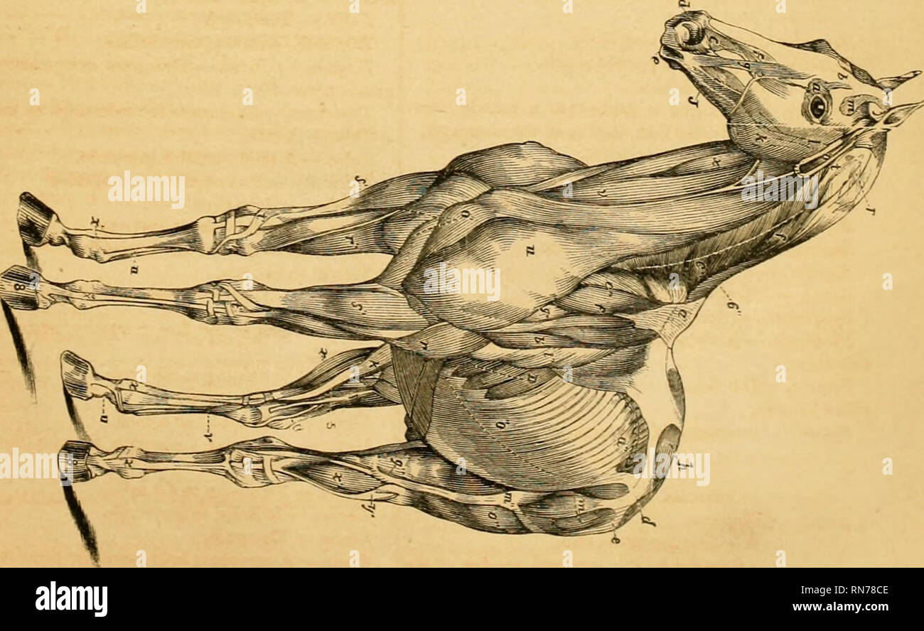 . L'anatomia e la fisiologia del cavallo : con anatomica e questional illustrazioni : contenente anche una serie di esami su equine anatomia e fisiologia, con istruzioni in riferimento alla dissezione, e la modalità di realizzazione di preparati anatomici : a cui viene aggiunto, glossario di veterinari di tecnicismi, tossicologiche grafico e dizionario di scienza veterinaria. Cavalli; cavalli; CHR 1863. . Si prega di notare che queste immagini vengono estratte dalla pagina sottoposta a scansione di immagini che possono essere state migliorate digitalmente per la leggibilità - Colorazione e aspetto di queste illustrazioni potrebbero non perfettamente Foto Stock