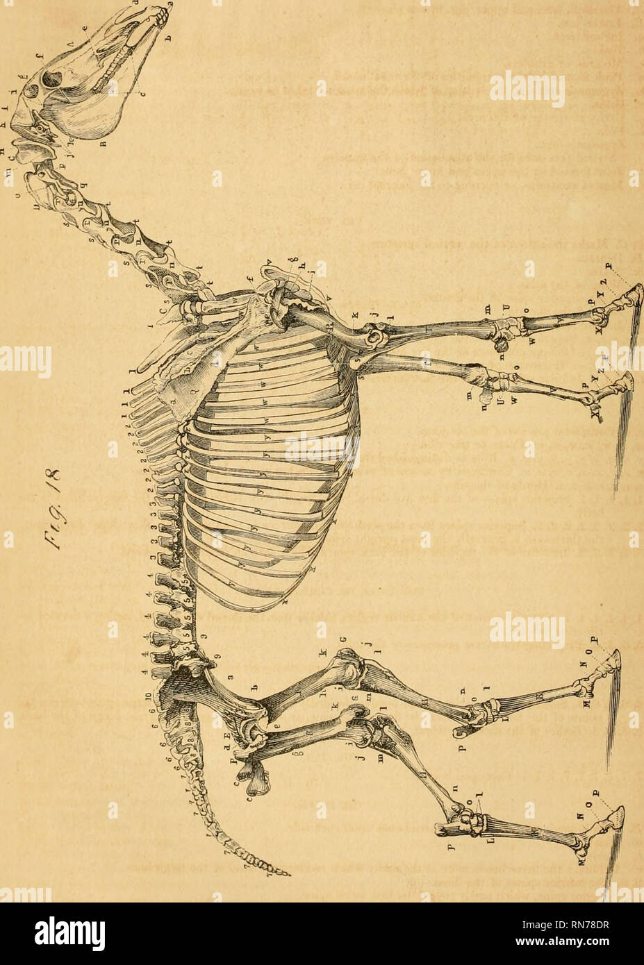 . L'anatomia e la fisiologia del cavallo : con anatomica e questional illustrazioni : contenente anche una serie di esami su equine anatomia e fisiologia, con istruzioni in riferimento alla dissezione, e la modalità di realizzazione di preparati anatomici : a cui viene aggiunto, glossario di veterinari di tecnicismi, tossicologiche grafico e dizionario di scienza veterinaria. Cavalli; cavalli; CHR 1863. . Si prega di notare che queste immagini vengono estratte dalla pagina sottoposta a scansione di immagini che possono essere state migliorate digitalmente per la leggibilità - Colorazione e aspetto di queste illustrazioni potrebbero non perfettamente Foto Stock