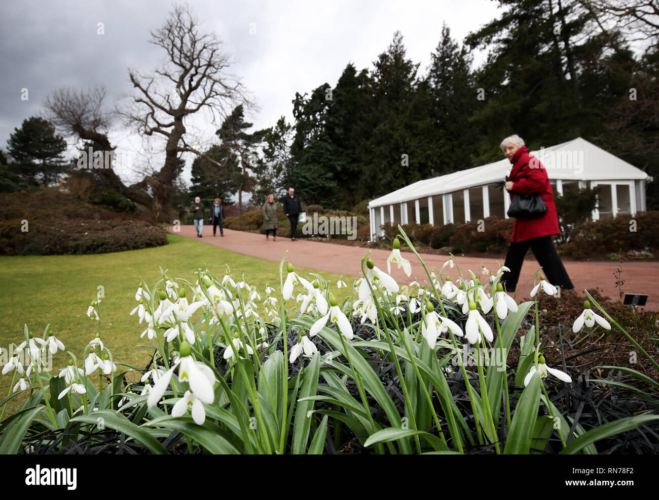 Snowdrops nella Royal Botanic Garden Edinburgh. Foto Stock