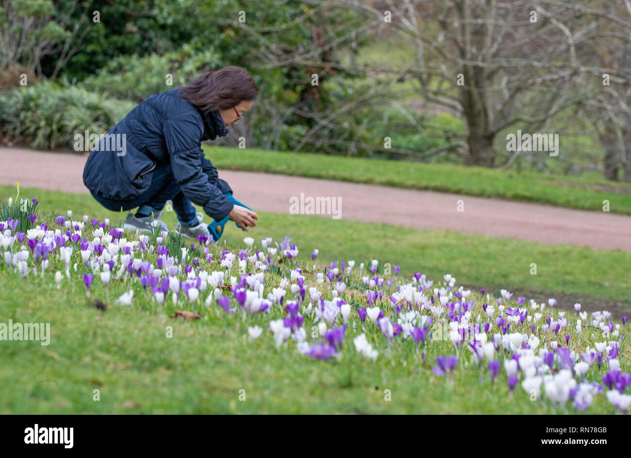 Una donna prende le fotografie di crocus fiori in Royal Botanic Garden Edinburgh. Foto Stock