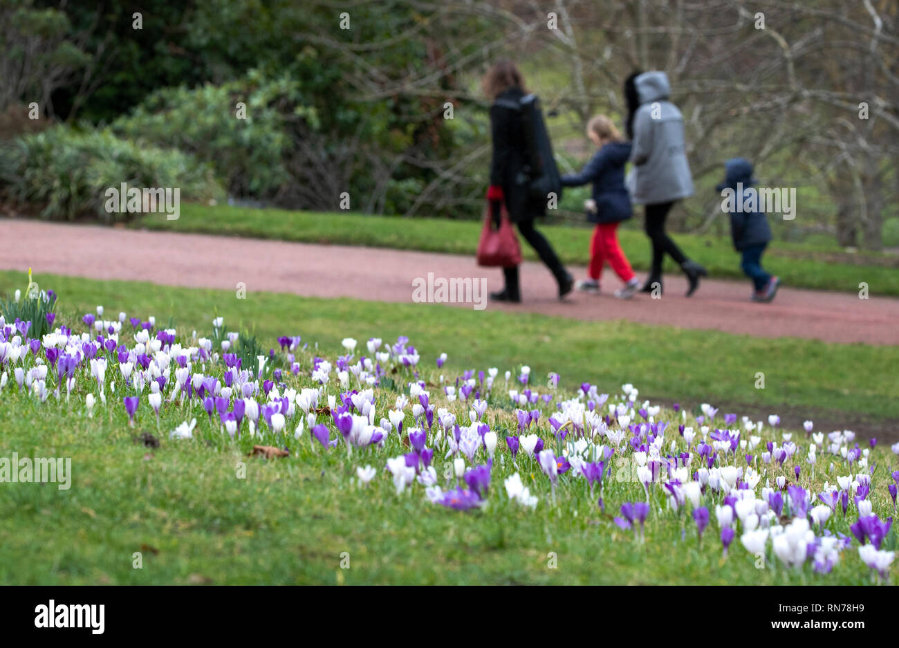 Crocus fiori in Royal Botanic Garden Edinburgh. Foto Stock
