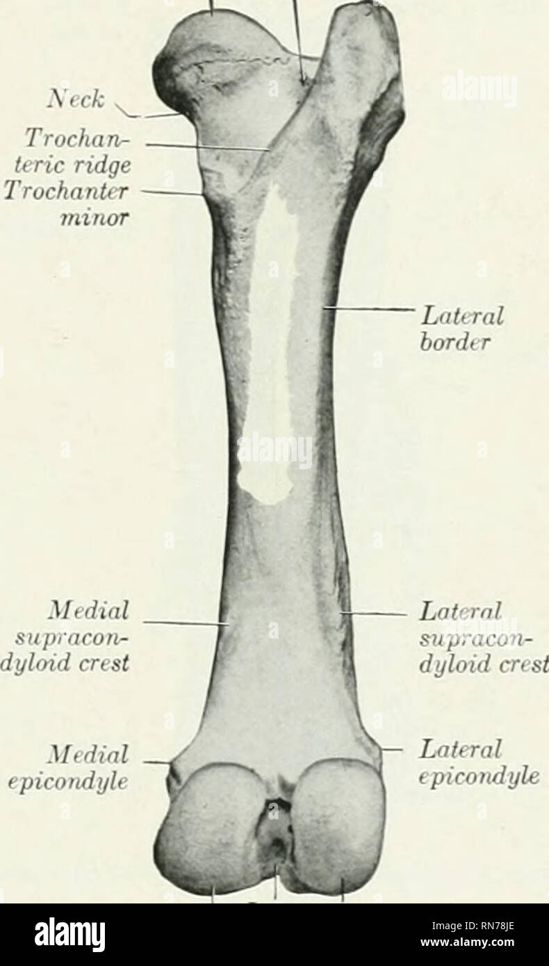 . L'anatomia di animali domestici. Anatomia Veterinaria. Trochan- teric trocantere fossa di testa / principali. Trochlea laterale condilo mediale di condilo inter- condilo mediale condyloid condilo laterale fossa Fig. 193.-DIRITTO Fe creste sulla sua faccia laterale sono più pronunciati. Il symphyseal parte del pube è spessa e le due ossa sono quasi in un piano orizzontale. L'ilio-pectincal eminenza è prominente e il tubercolo psoas è ben marcato. L'acetabolo è posto un poco più indietro rispetto al bue. Il cerchio è spessa e viene tagliato iiitd posteriormente da una stretta fessura che conduce nel profondo fo Foto Stock