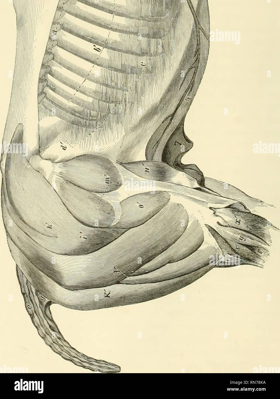 . L'anatomia e la fisiologia del cavallo: con anatomica e questional illustrazioni. Contenente anche una serie di esami su equine anatomia e fisiologia, con istruzioni in riferimento alla dissezione e la modalità di realizzazione di preparati anatomici. A cui si aggiunge, glossario di veterinari di tecnicismi, tossicologiche grafico e dizionario di scienza veterinaria. I cavalli. . Si prega di notare che queste immagini vengono estratte dalla pagina sottoposta a scansione di immagini che possono essere state migliorate digitalmente per la leggibilità - Colorazione e aspetto di queste illustrazioni possono non assomigliare perfettamente l'originale Foto Stock