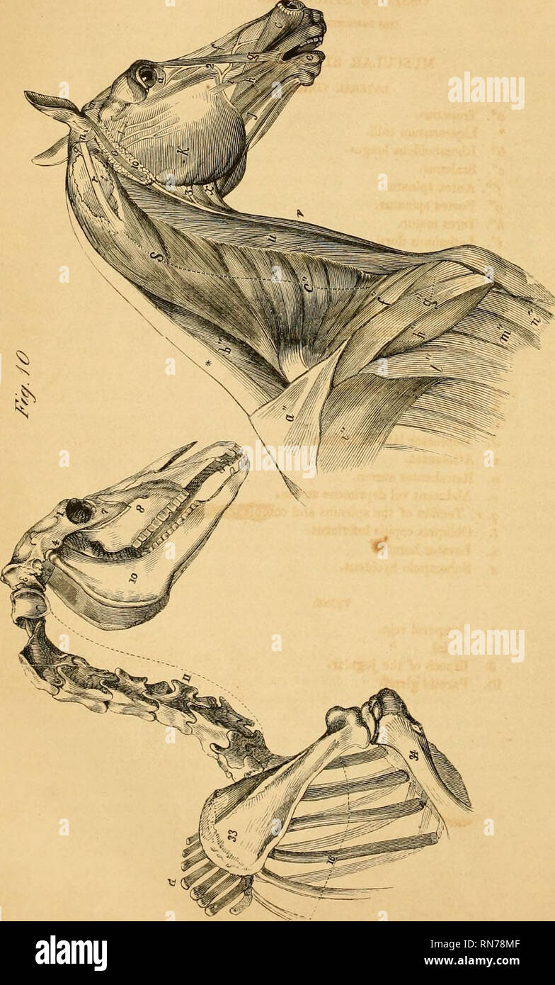 . L'anatomia e la fisiologia del cavallo : con anatomica e questional illustrazioni : contenente anche una serie di esami su equine anatomia e fisiologia, con istruzioni in riferimento alla dissezione, e la modalità di realizzazione di preparati anatomici : a cui viene aggiunto, glossario di veterinari di tecnicismi, tossicologiche grafico e dizionario di scienza veterinaria. Cavalli; cavalli; CHR 1863. . Si prega di notare che queste immagini vengono estratte dalla pagina sottoposta a scansione di immagini che possono essere state migliorate digitalmente per la leggibilità - Colorazione e aspetto di queste illustrazioni potrebbero non perfettamente Foto Stock
