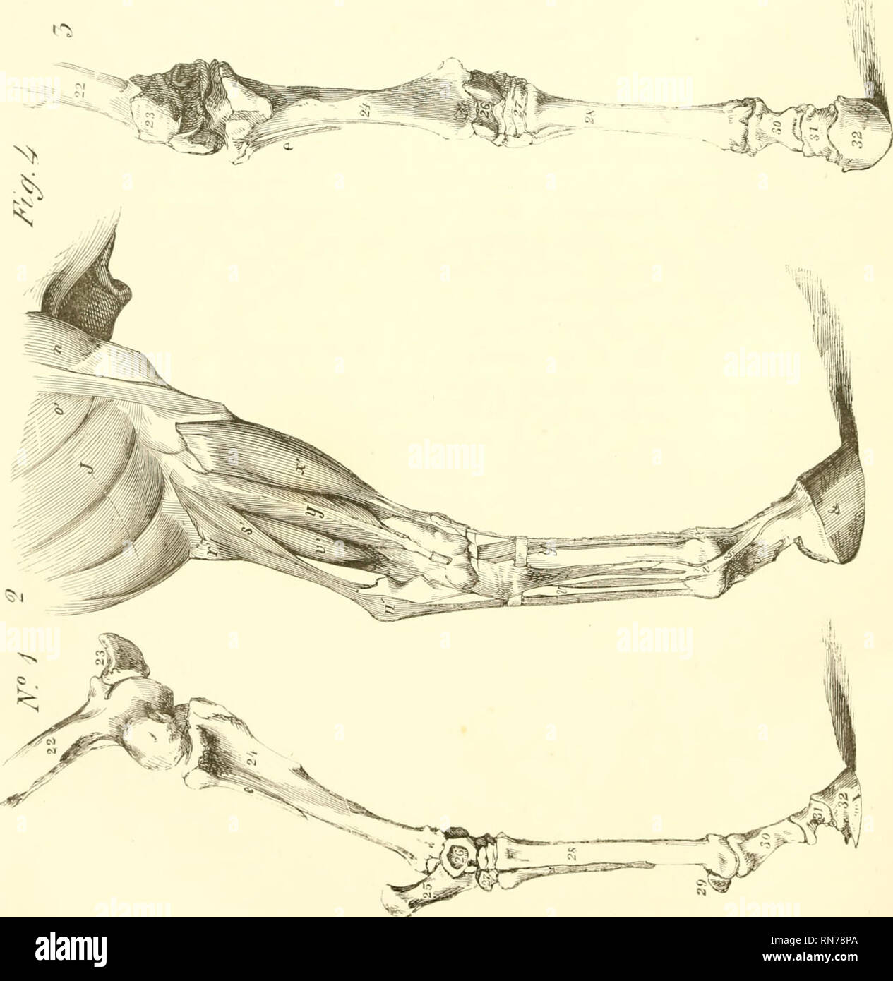 . L'anatomia e la fisiologia del cavallo: con anatomica e questional illustrazioni. Contenente anche una serie di esami su equine anatomia e fisiologia, con istruzioni in riferimento alla dissezione e la modalità di realizzazione di preparati anatomici. A cui si aggiunge, glossario di veterinari di tecnicismi, tossicologiche grafico e dizionario di scienza veterinaria. Cavalli; Cavalli -- anatomia. ^. Si prega di notare che queste immagini vengono estratte dalla pagina sottoposta a scansione di immagini che possono essere state migliorate digitalmente per la leggibilità - Colorazione e aspetto di queste illustrazioni potrebbero non perfettamente ri Foto Stock