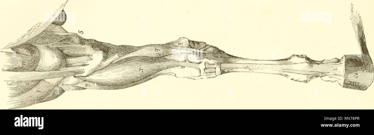 . L'anatomia e la fisiologia del cavallo: con anatomica e questional illustrazioni. Contenente anche una serie di esami su equine anatomia e fisiologia, con istruzioni in riferimento alla dissezione e la modalità di realizzazione di preparati anatomici. A cui si aggiunge, glossario di veterinari di tecnicismi, tossicologiche grafico e dizionario di scienza veterinaria. Cavalli; Cavalli -- anatomia. ^. Si prega di notare che queste immagini vengono estratte dalla pagina sottoposta a scansione di immagini che possono essere state migliorate digitalmente per la leggibilità - Colorazione e aspetto di queste illustrazioni potrebbero non perfettamente ri Foto Stock