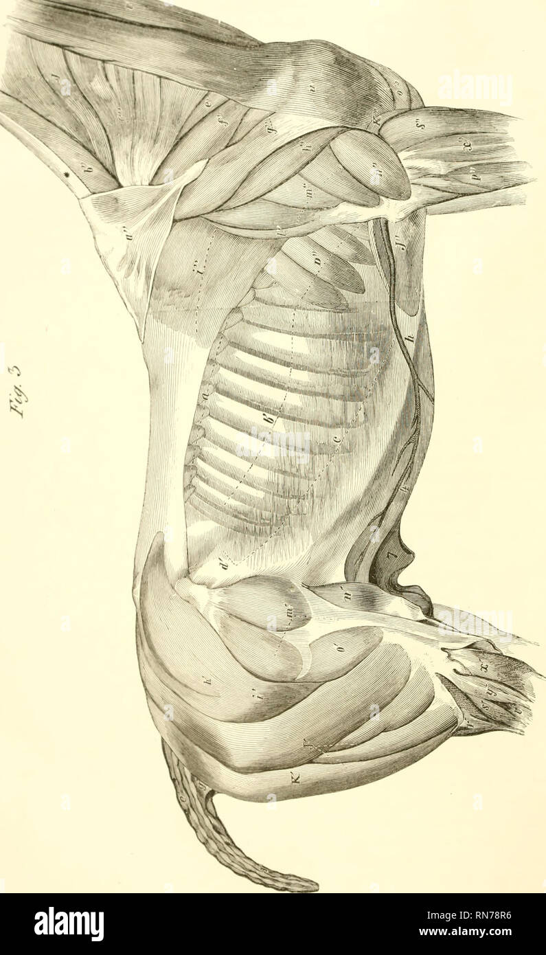 . L'anatomia e la fisiologia del cavallo: con anatomica e questional illustrazioni. Contenente anche una serie di esami su equine anatomia e fisiologia, con istruzioni in riferimento alla dissezione e la modalità di realizzazione di preparati anatomici. A cui si aggiunge, glossario di veterinari di tecnicismi, tossicologiche grafico e dizionario di scienza veterinaria. Cavalli; Cavalli -- anatomia. . Si prega di notare che queste immagini vengono estratte dalla pagina sottoposta a scansione di immagini che possono essere state migliorate digitalmente per la leggibilità - Colorazione e aspetto di queste illustrazioni potrebbero non perfettamente res Foto Stock