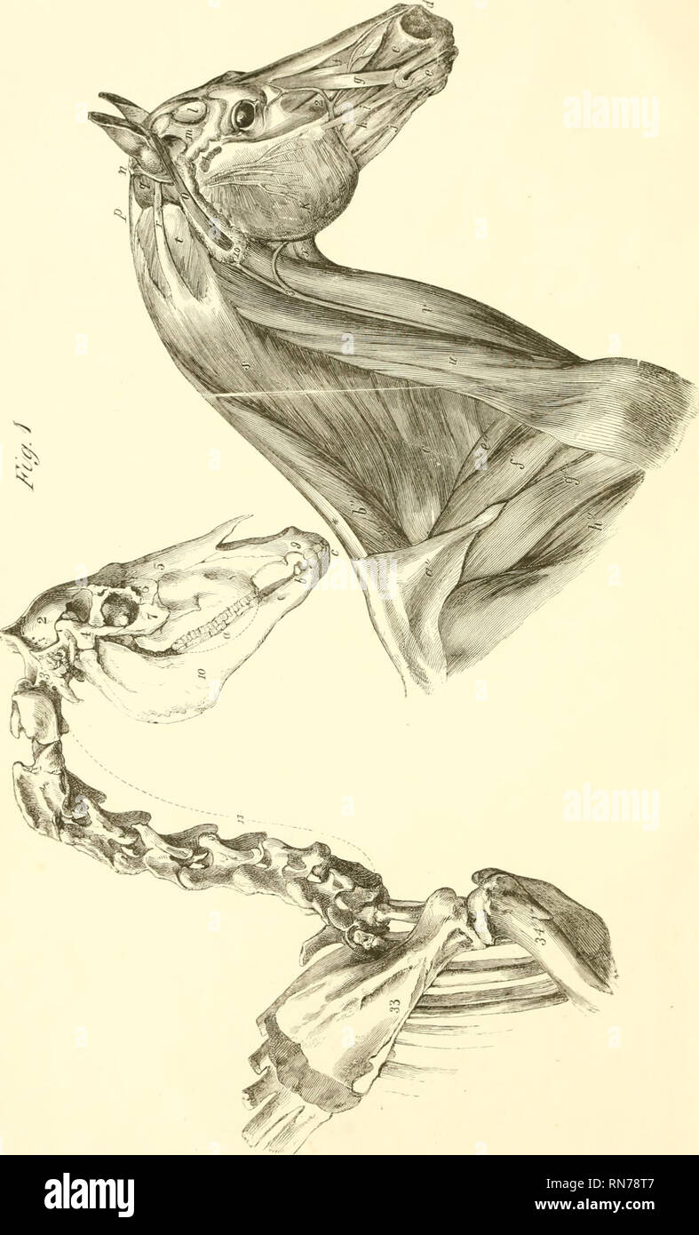 . L'anatomia e la fisiologia del cavallo: con anatomica e questional illustrazioni. Contenente anche una serie di esami su equine anatomia e fisiologia, con istruzioni in riferimento alla dissezione e la modalità di realizzazione di preparati anatomici. A cui si aggiunge, glossario di veterinari di tecnicismi, tossicologiche grafico e dizionario di scienza veterinaria. Cavalli; Cavalli -- anatomia. . Si prega di notare che queste immagini vengono estratte dalla pagina sottoposta a scansione di immagini che possono essere state migliorate digitalmente per la leggibilità - Colorazione e aspetto di queste illustrazioni potrebbero non perfettamente res Foto Stock
