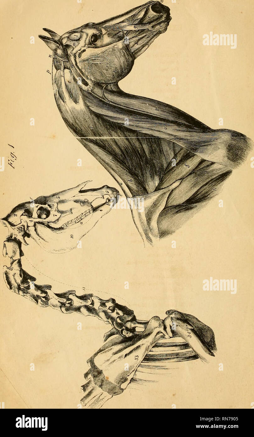. L'anatomia e la fisiologia del cavallo : con anatomica e questional illustrazioni : contenente anche una serie di esami su equine anatomia e fisiologia, con istruzioni in riferimento alla dissezione, e la modalità di realizzazione di preparati anatomici : a cui viene aggiunto, glossario di veterinari di tecnicismi, tossicologiche grafico e dizionario di scienza veterinaria. Cavalli; cavalli; CHR 1863. . Si prega di notare che queste immagini vengono estratte dalla pagina sottoposta a scansione di immagini che possono essere state migliorate digitalmente per la leggibilità - Colorazione e aspetto di queste illustrazioni potrebbero non perfettamente Foto Stock