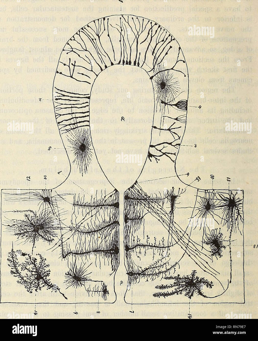 . Anatomischer Anzeiger. Anatomia di confronto. 748. Fig. 1. Semi-rappresentazione schematica di una sezione verticale trasversale presa dell'infundibular regione del cervello, all'apertura della cavità del ventricolo nel lume del infundibulum. o lume del ventricolo; un lume del infundibulum. 1 forme primarie del le cellule ependimali neuroglia, i processi che si estendono da una cella corpo scatolare in corrispondenza del bordo della cavità ventricolare, al sub-pial limite. 2 più grossolano e meno ramificate di varietà le cellule ependimali cell. 3 Coarse cellule ependimali, ramificazione entro la metà interna della parete infundibular. 4 porzioni di Foto Stock