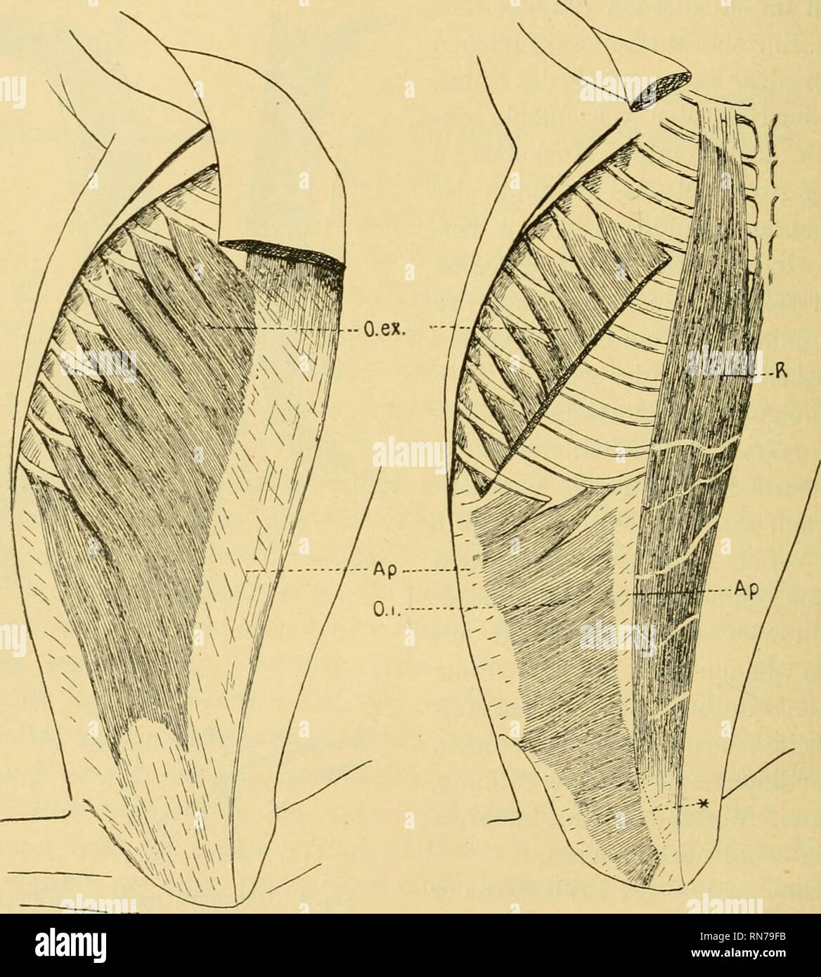 . Anatomischer Anzeiger. Anatomia, comparativo, Anatomia, comparativo. 618 dieser Muskel als nur ein schwaciies Rudiment zurückbleibt oder in modo- gar ganz fehlt. Die Bauchmuskeln. M. obliquus addominali externus. Dieser entspringt Muskel von den 9 letzten Rippen mit Zacken ebensovielen. Die letzte Zacke reicht Wie die übrigen ganz an die entsprechende Rippe und verhält. Fig. 2. Chiromys madagascariensis 5- ^V- Aponeurose. O.ex. M. obliquus addominali externus. O.i. M. obliquus addominali internus. iJ. M. rectus addominali. * Die punktierte Linie gibt die Grenze der muskulösen Partie des dorsalen Blatte Foto Stock