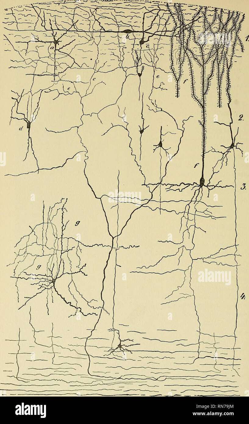. L'anatomia del sistema nervoso centrale di uomo e di vertebrati in generale. Neuroanatomia; il sistema nervoso centrale. Fig. 152.-Sezione attraverso la corteccia cerebrale di un mammifero. (Combinato da preparati da San Ramon y Cajal.). Si prega di notare che queste immagini vengono estratte dalla pagina sottoposta a scansione di immagini che possono essere state migliorate digitalmente per la leggibilità - Colorazione e aspetto di queste illustrazioni potrebbero non perfettamente assomigliano al lavoro originale. Edinger, Ludwig, 1855-1918; Hall, Winfield Scott, b. 1861; Holland, Philo Leon; Carlton, Edward P. Philadelphia : F. A. Davis Co. Foto Stock