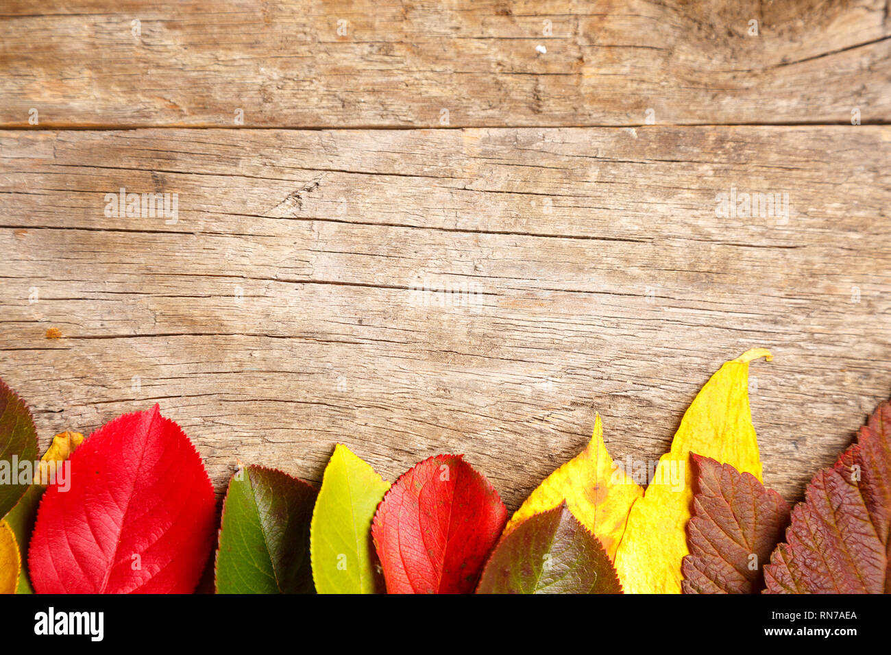 Immagine di foglie di autunno in legno sfondo testurizzata Foto Stock