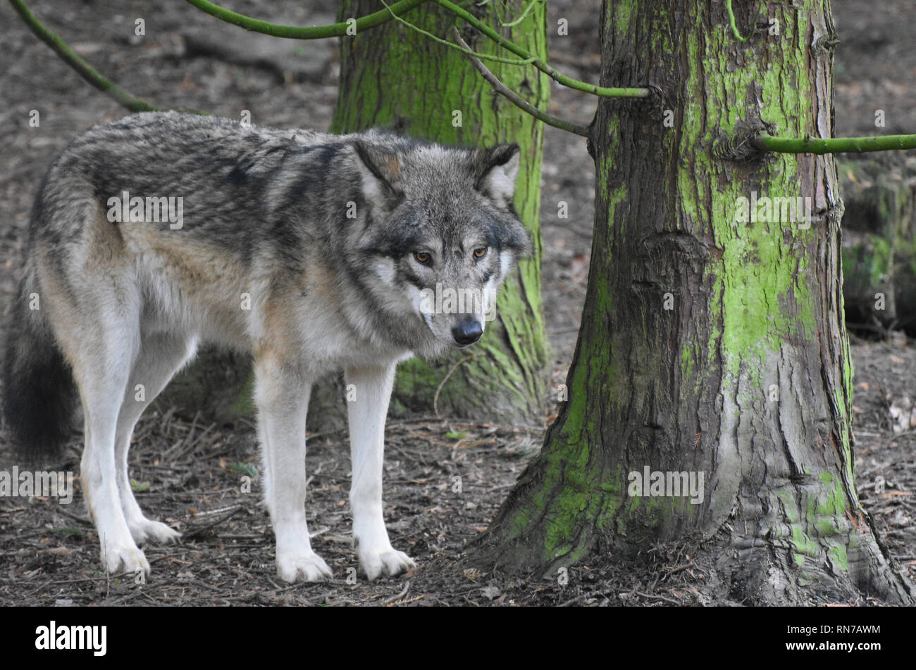Eurasian Lupo - Canis lupus lupus Foto Stock