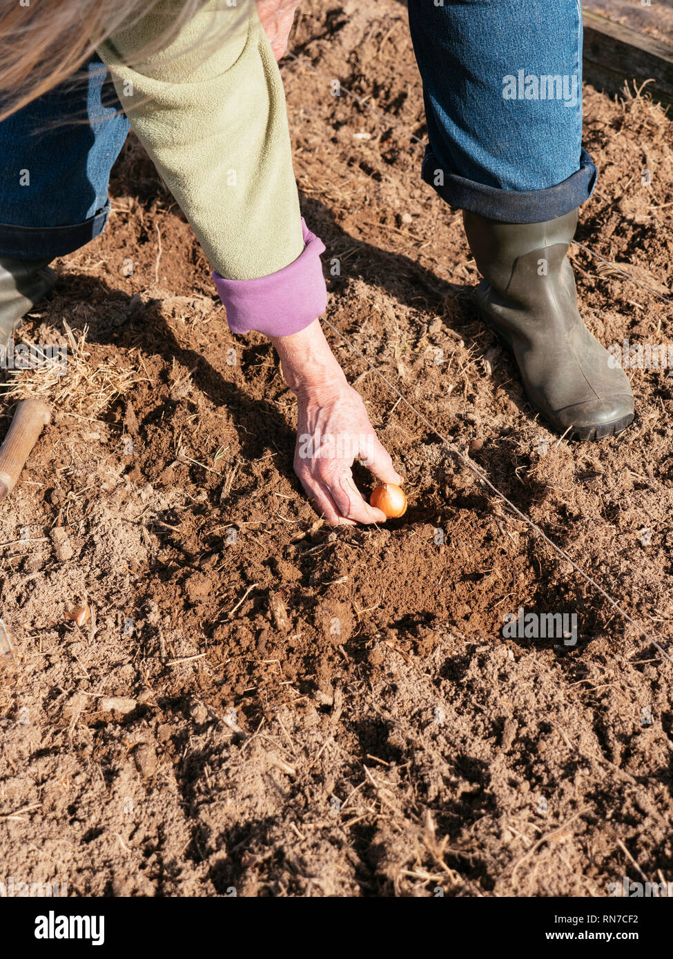 Giardiniere semina Cipolle in un orto. Foto Stock