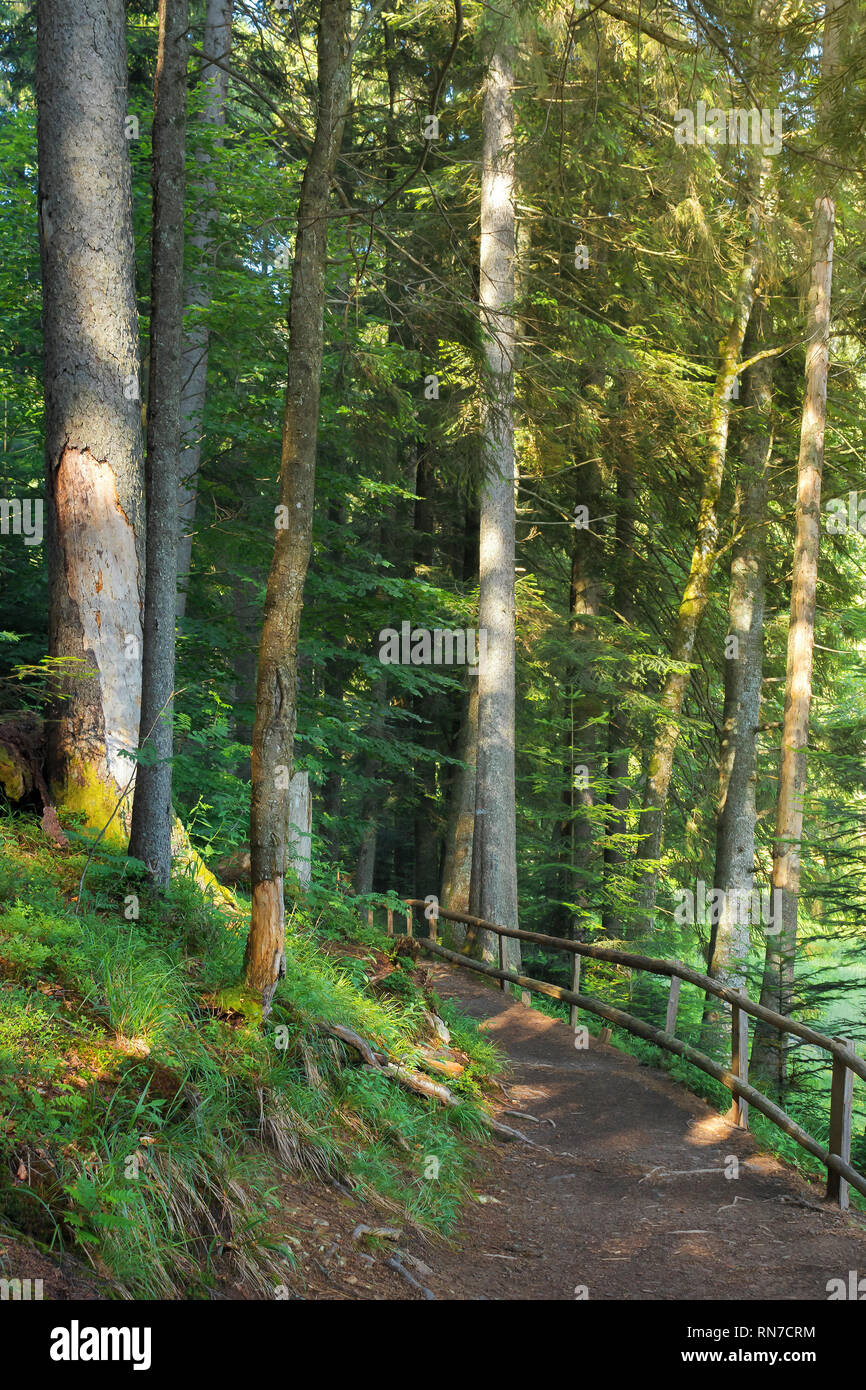 Percorso attraverso la foresta di conifere in luce pezzata. staccionata in legno. splendido scenario estivo Foto Stock
