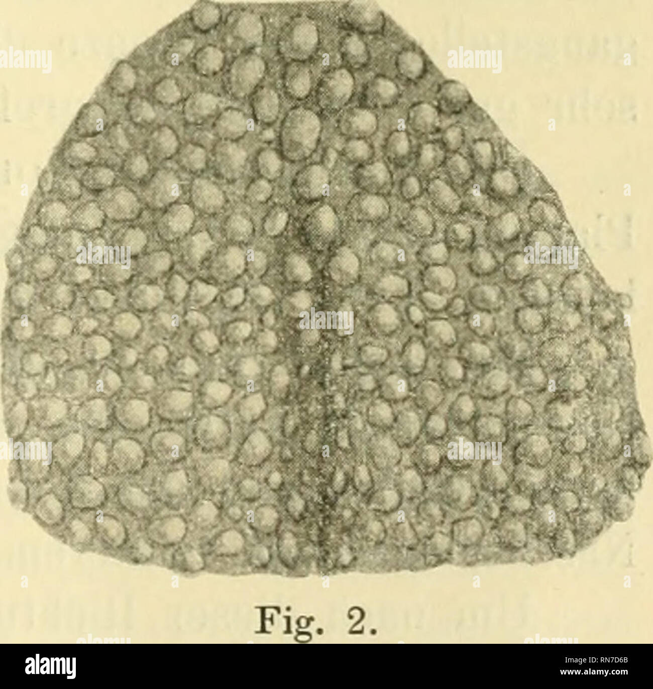 . Anatomischer Anzeiger. Anatomia, comparativo, Anatomia, comparativo. 451 Tutte le filiere triift auch bei Naseospiegel dem der Katze vollkommen zu, mit der Einschränkung jedoch, dass die Felder desselben makro- skopisch nicht deutlich sichtbar sind, sich unter dem stereoskopischen Mikroskope jedoch als an der base kreisförmig begrenzte, hügelartige, köckerige Erhabenheiten präsentieren (s. Fig. 2). Ein ähnliches, jedoch bei weitem nicht in modo ausgeprägtes Furchen- und Feldersystem wie bei den Hauscarnivoreu findet man, wie tutti- gemein bekannt und auch e .t d "f von Kormann eingehend beschrieben, auc Foto Stock