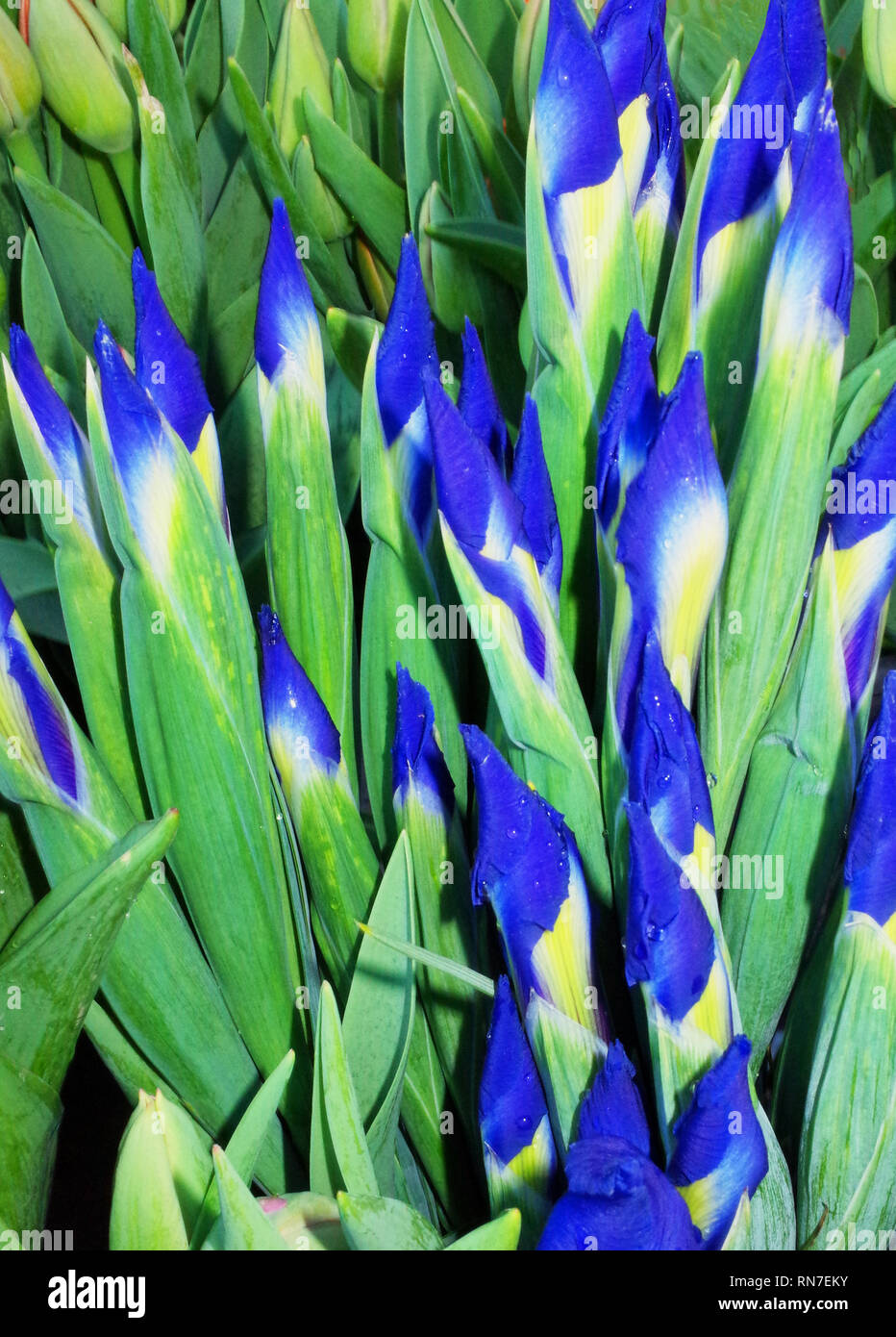 Olandese iris (iris hollandica) close-up Foto Stock