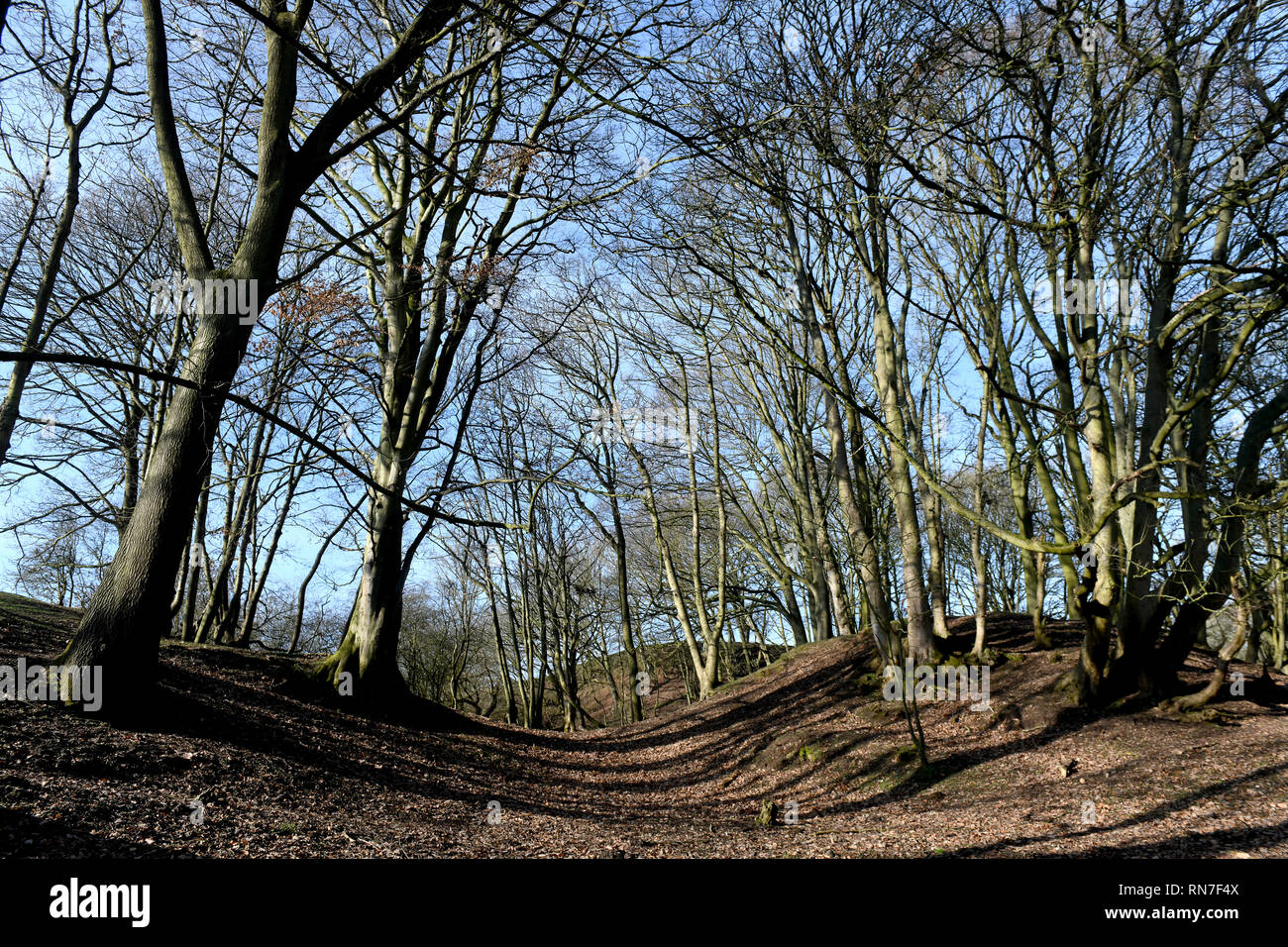 Gli alberi del bosco in inverno Inghilterra Gran Bretagna Regno Unito 2019 Foto Stock