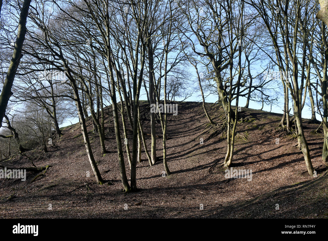 Gli alberi del bosco in inverno Inghilterra Gran Bretagna Regno Unito 2019 Foto Stock