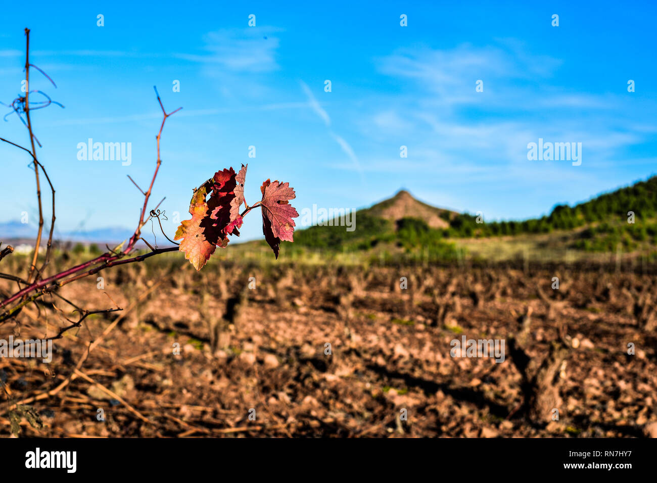 Ramo e foglie avvizzite del vigneto, in inverno o in autunno. Malattia fitopatologia. Impianto di malati. La Rioja Spagna Foto Stock